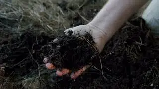 Improve bare earth soil with repurposed forestry slash