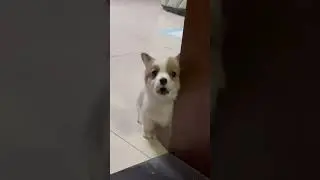 A barking corgi puppy #shorts #dog #corgi #shortvideo #viral #barking
