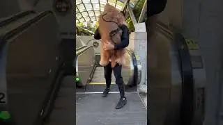 Giant dog loves being carried down escalator! #dogdad #goldendoodle #escalator
