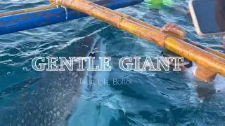Gentle Giant ( Taug Lila Bohol)