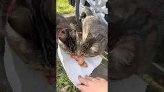 I give some fish to the stray cats🥹#cat #street #live #food #fish #help #hungry #alone #sad #love