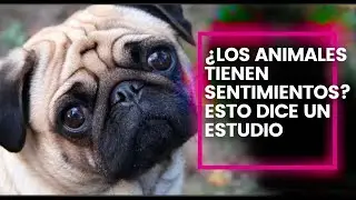¿Los animales tienen sentimientos? Esto dice un estudio