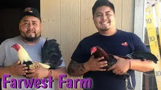 Best Quality Birds - Farwest Farm | Farm Visit