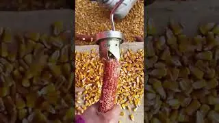 Farmers make their own corn peeling machine, which makes peeling corn much easier#farming
