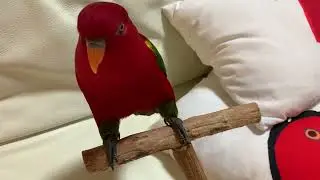 Попугайчик(red bird)/Bomb has been defused/CSGO