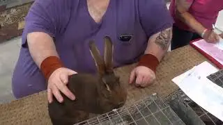 West Coast Classic Youth Show B - Belgian Hares