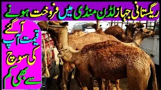Camel For Sale In Luddan Mandi / Ounth Fore Sale /Camel Mandi/Camel Price / Luddan Mandi.PK