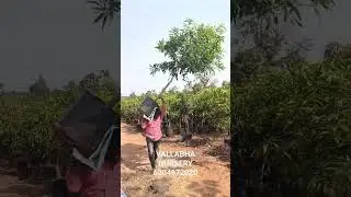 3 years mango plants available with wholesale prices vallabha nursery