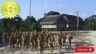 Identifying some of the Amazon rainforest's&nbsp;hidden tribes! #indigenoustribe #amazonforest