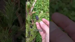 Как определить ель, пихту Дугласа и пихту! 🌲 #собирательство
