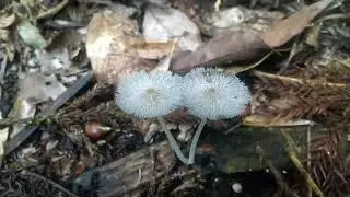 ザラエノヒトヨタケその他 Coprinopsis lagopus and Others