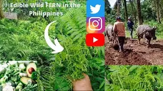 Delicious wild FERN can be found around coconut plantations in Leyte