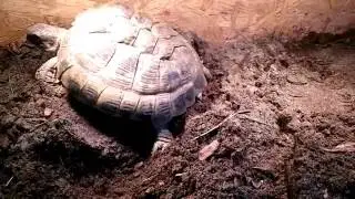 Russian tortoise with MBD ovipostion/laying eggs/Ż&oacute;łw stepowy po MBD składający jaja