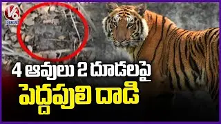 Siddipet Tiger wandering :  Tiger Strikes on Cattle at Chandranaik Thanda  Siddipet | V6 News