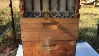 Flow Hive first honey collection