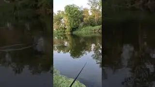 How to catch a fish on a topwater frog 🐸  #howto #fishing #bass