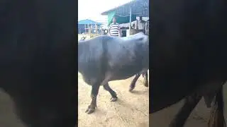 Chintalkunta Buffalo market hyderabad #haryana #farmer #haryanajind #murrabuffalo #chintalkunta