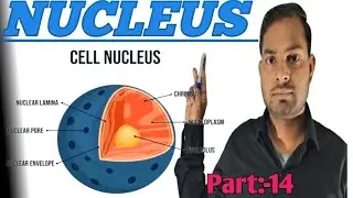 What is Nucleus and functions of Nucleus #bio #bio #biology #study #biologyclass12 #online #knowledg
