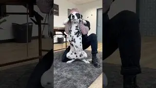 Dog Chiropractic #chiropractic #animals #chiropractor ​⁠@boneshandsanimals