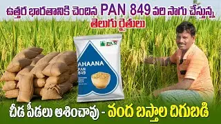 వంద బస్తాల దిగుబడి వచ్చే PAN-849 వరి విత్తనాలు | AHANA PAN - 849 Paddy Seeds | AgriTech Telugu