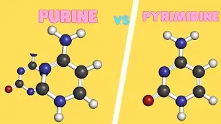 Purines vs Pyrimidines |Difference between Purine & Pyrimidine |The Science Info
