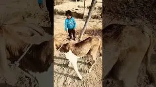 cow videos child #reels
