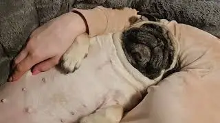 the sleeping pug - episode 40 