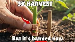 Triple Crops With Copper Wire — The 1920s Discovery Big Agriculture Buried