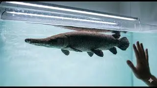 The Tropical Gar
