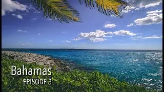 Swimming With Dolphins in Nassau | Episode 3 Bahama Excursion to Blue Lagoon