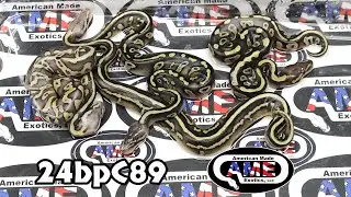 24bpC89 fm Super Chocolate Mojave 50% Pos Het Hypo x m Pastel Leopard Vanilla Desert Ghost Het Hypo