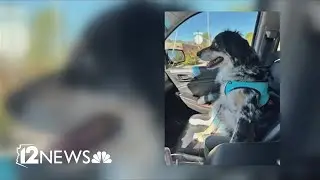 Valley dog gets 30+ cactus needles removed