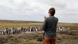 How do the Falklands count their globally important Seabirds?