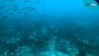 Descubren un bosque submarino de quelpos tropicales en Islas Gal&aacute;pagos