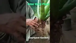 separating aloe vera pups | how to plant aloe vera pups