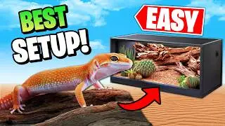 How to Set Up The Best Leopard Gecko Tank!