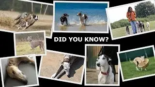 Did You Know? Sighthounds
