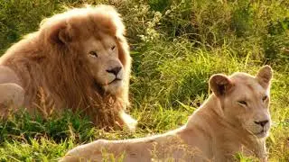 Ecological Regeneration Through the Protection of the White Lions