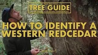 Красный кедр западный &mdash; как его распознать! || Nerdy About Nature: руководство по деревьям