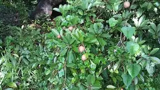 2.24 acres for sale in Davie