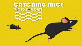 CAT GAMES - Catching Mice! Entertainment Video for Cats to Watch | DOG& CAT TV.😻 4K60FPS