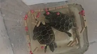 💧 ASMR Turtle Eating Sounds: 10 Min Stress Relief & Meditation White Noise