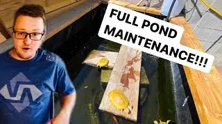 HOW TO MAINTAIN AND OUTDOOR 350 GALLON POND!!! SO CLEAR!!