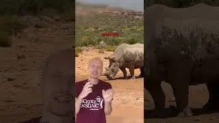 Les crottes des rhinoc&eacute;ros #comportementanimal #animaux #biodiversit&eacute; #science #nature #zoologie