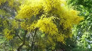 Mimosa Tree! Yellow Garden Inspiration for Mouse Castle London