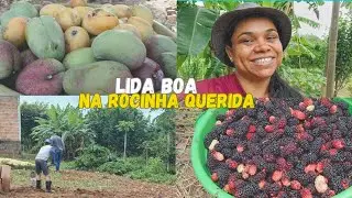 Muita amora na nossa rocinha! COLHEMOS manga e plantamos feijão! Nossa essência Mineira!Fabi e MÔ!