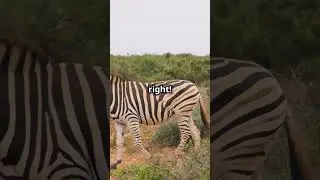 How Zebras Outsmart Predators #facts #wildanimalfacts #animalfacts #animalknowledge #wildlife