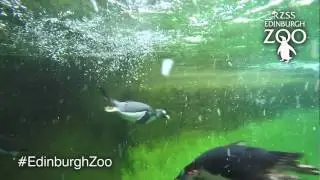 Underwater Penguin Feeding at Penguins Rock - RZSS Edinburgh Zoo