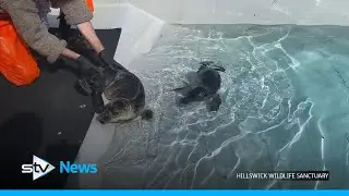 Rescued seal pups go for their first swim