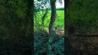 کیکر (Acacia) کے درختوں کی باؤنڈری اور سالانہ آمدن 🌳Kikar kyy Darkhat 